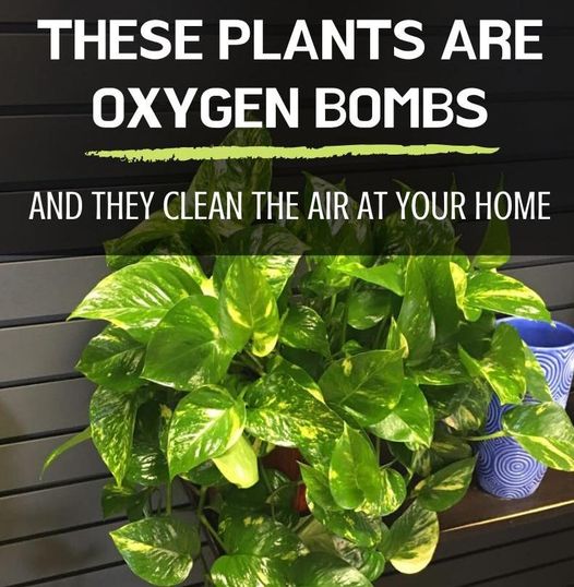 Oxygen Bombs